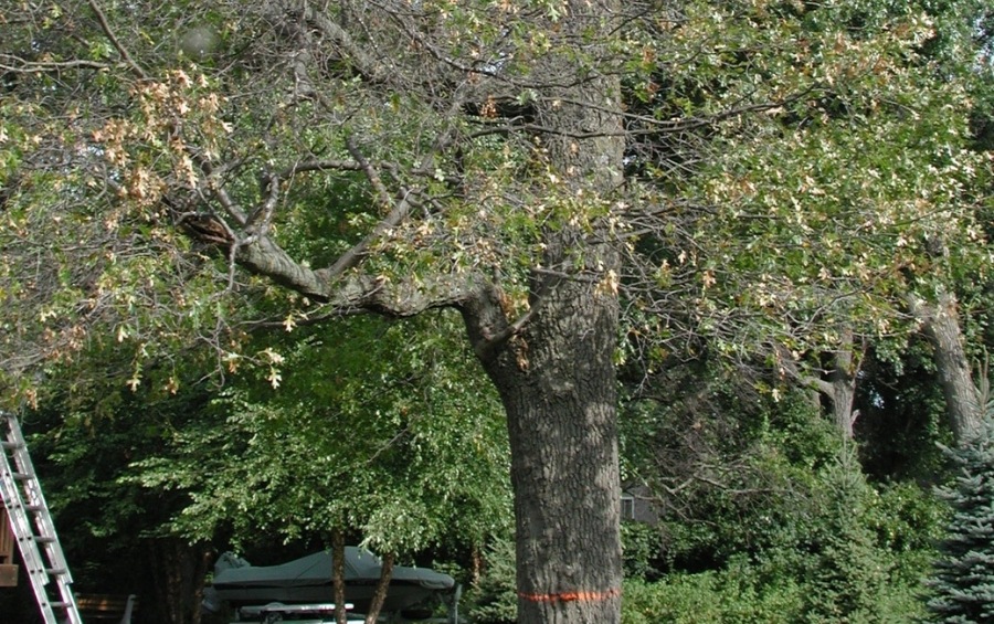 Mature oak tree in Davenport, Iowa, with major canopy dieback and bare upper branches – clear signs of advanced oak wilt.