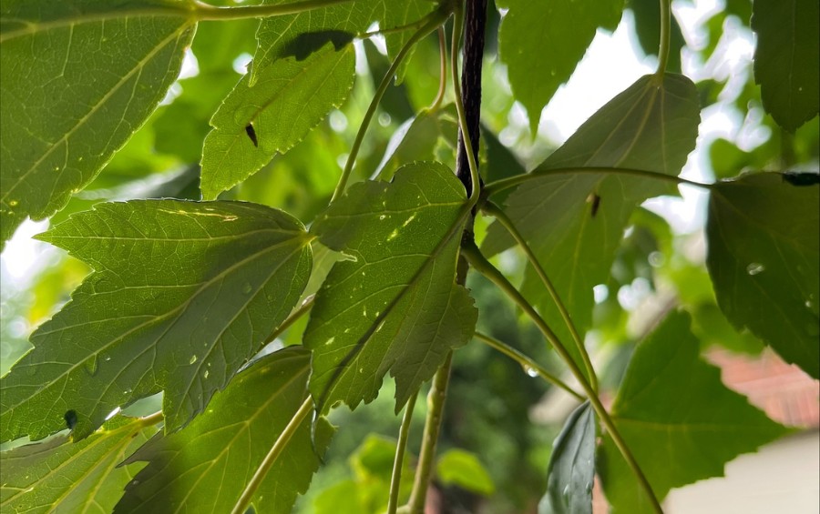 Close-up of the underside of a tree branch, showing tiny bagworms clinging to the leaves.