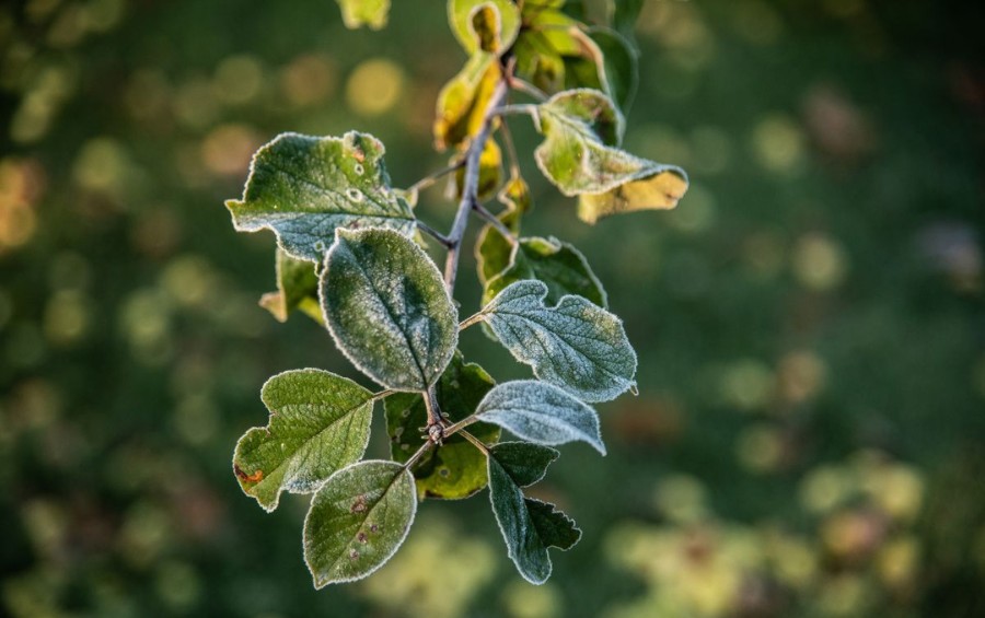 Tree branch with small green leaves coated in frost after a late spring freeze.