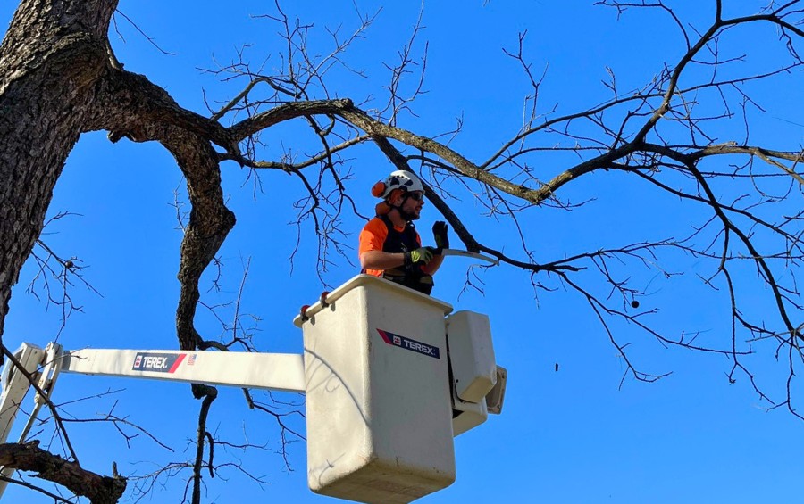 An arborist from Arbor Masters in a bucket truck, pruning winter-damaged branches in Davenport, IA.