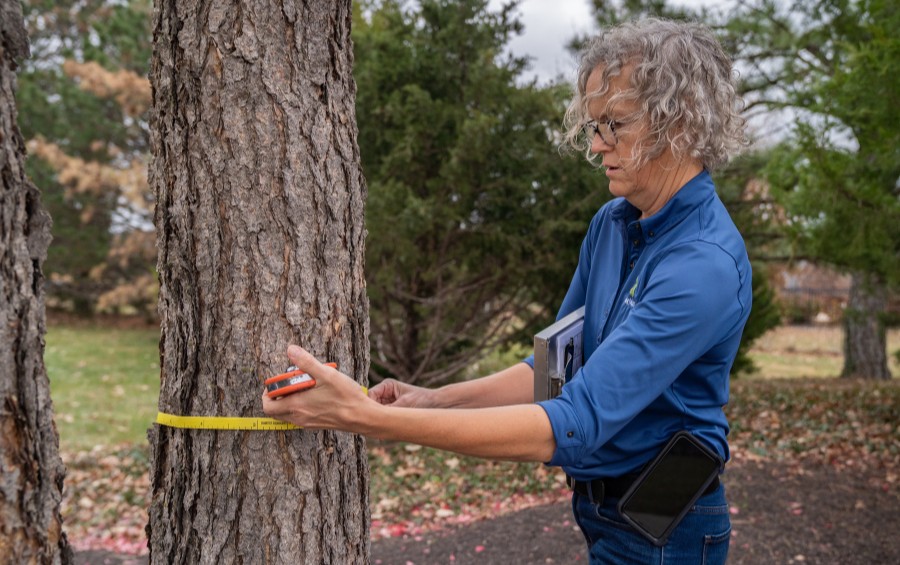 An arborist from Arbor Masters inspecting a tree in the Quad Cities area of Iowa.