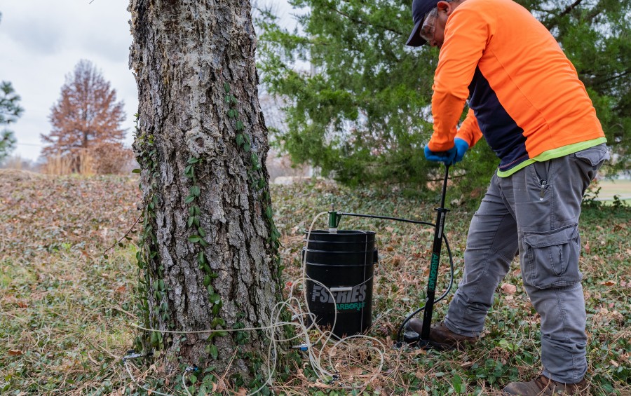 A plant health care specialist injecting treatment into the trunk of a tree in Davenport, Iowa.