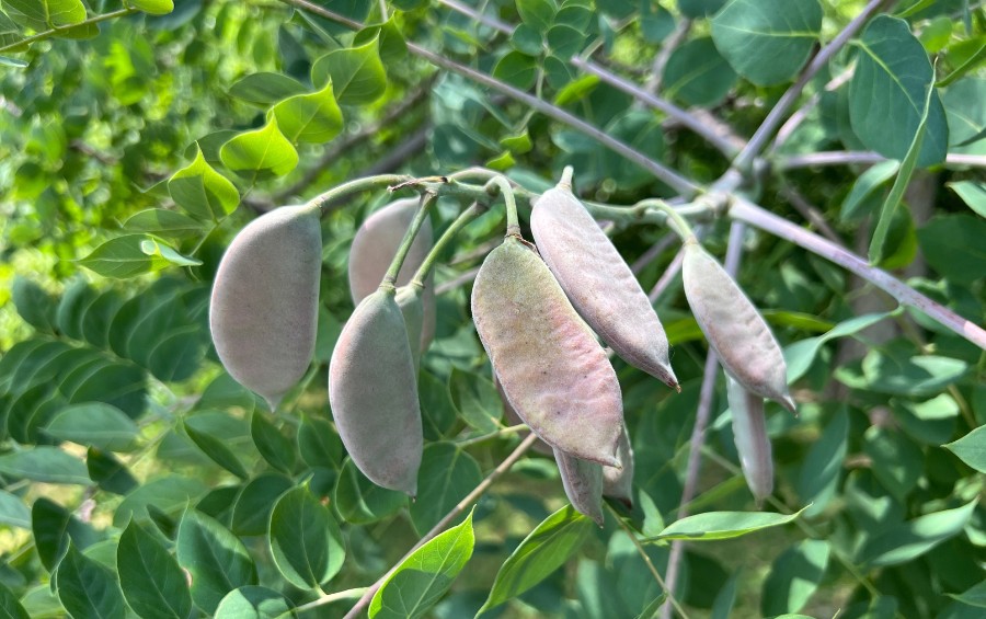 The seeds of a Kentucky coffeetree in a yard in Muscatine, IA.