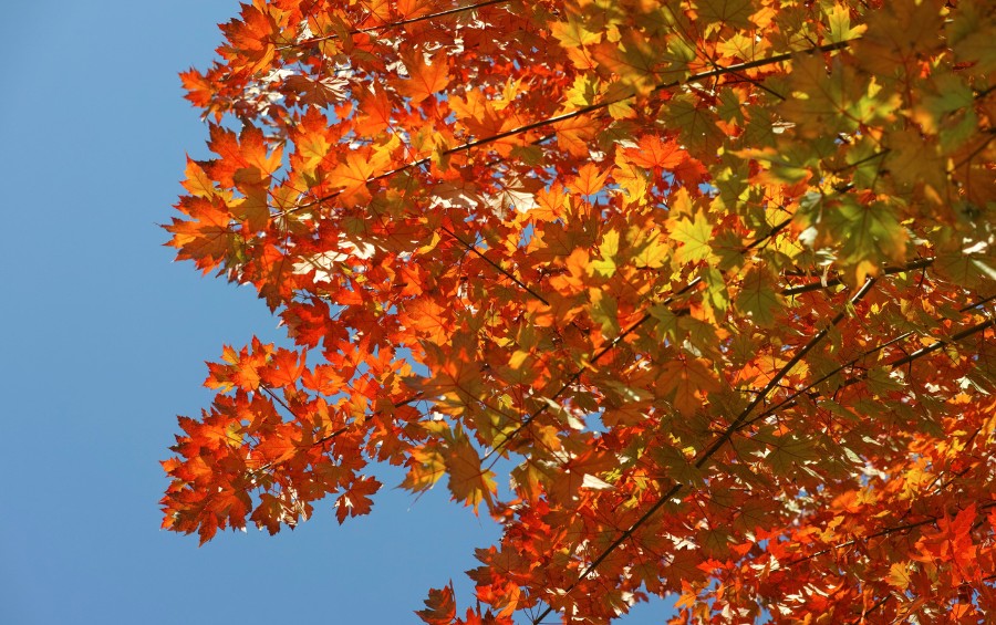 A Freeman maple showing its fall colors in Moline, IA.