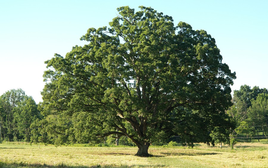 A white oak tree in a yard in LeClaire, IA.