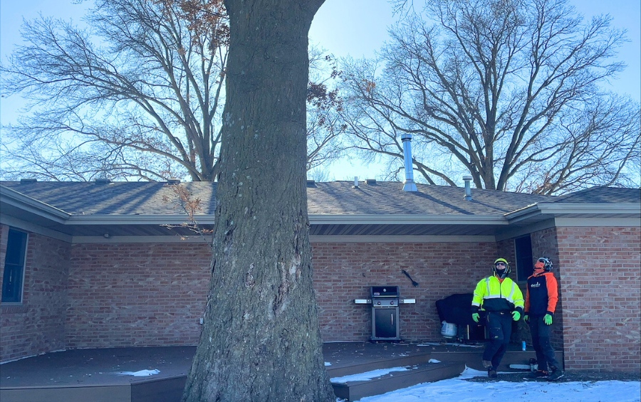 Large mature oak tree in winter with snow on ground and Arbor Masters crew members standing at base for scale in Quad Cities residential property.
