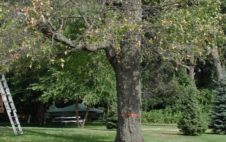 Oak tree showing classic oak wilt disease symptoms with premature leaf browning and defoliation in upper canopy during growing season.