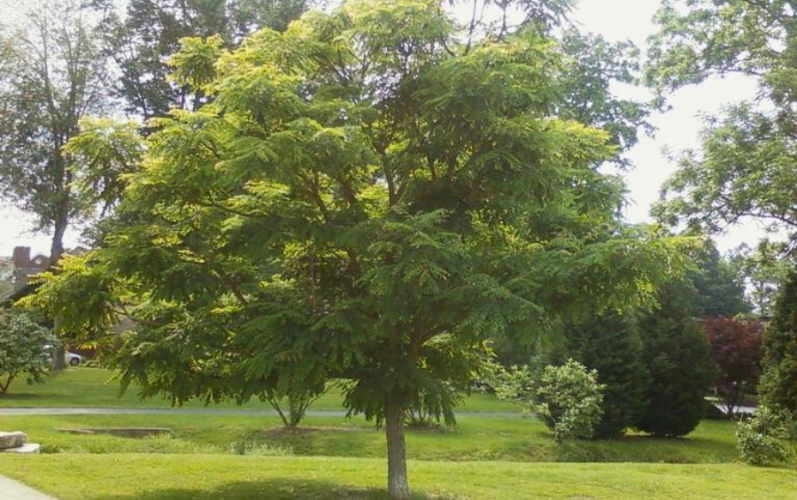 Mature Kentucky coffee tree displaying full canopy in established Davenport neighborhood landscaping.