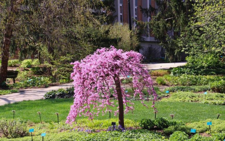 Weeping eastern redbud tree in full pink bloom in residential garden setting showing ornamental tree landscaping in the Quad Cities area.