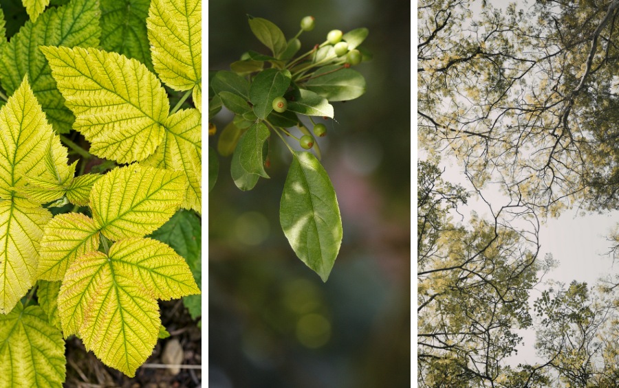 Three-panel image showing interveinal chlorosis yellowing on leaves, uneven leaf development on a branch, and a thinning tree canopy viewed from below.