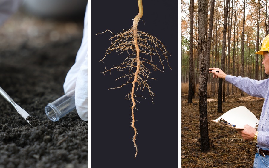 Three-panel image showing a soil test, a tree root system, and an arborist inspecting a tree.