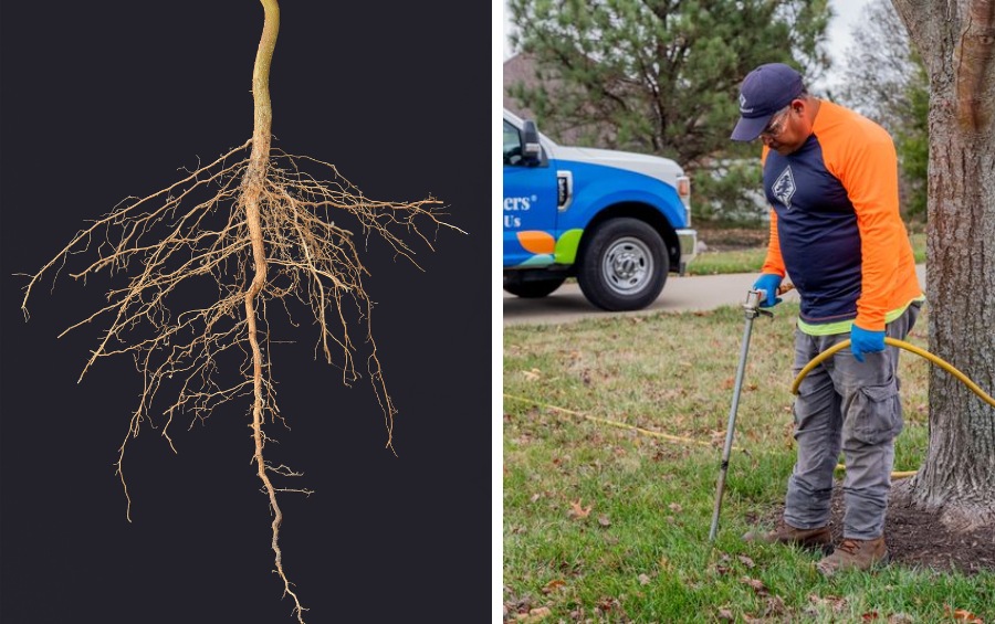 Split image showing a detailed tree root system on the left and an Arbor Masters plant health care technician using a deep root fertilization injector on a tree on the right.