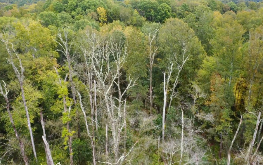 Aerial view of forest showing multiple dead oak trees with bare gray branches and white trunks standing among healthy green trees, demonstrating the spreading pattern of oak wilt disease.
