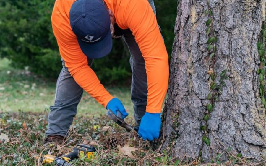 An Arbor Masters technician installing injection ports at the root flare of a mature tree.