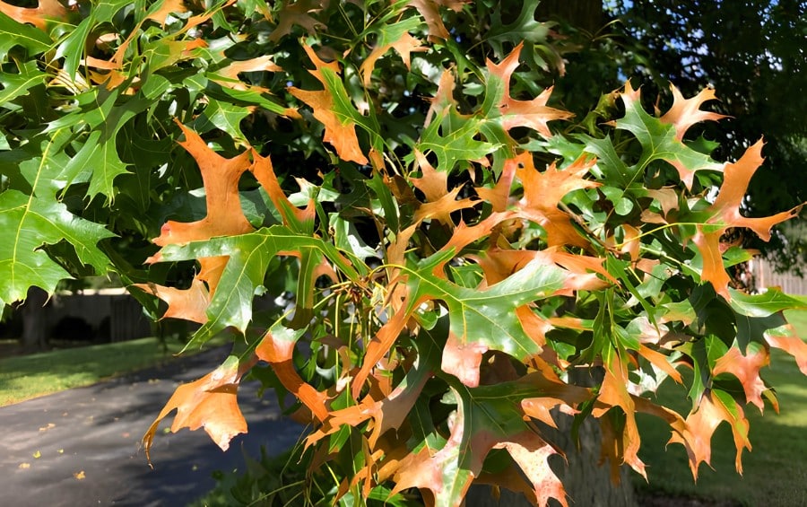 Mature pin oak in a residential yard with brown, scorched leaf edges and green centers caused by bacterial leaf scorch.