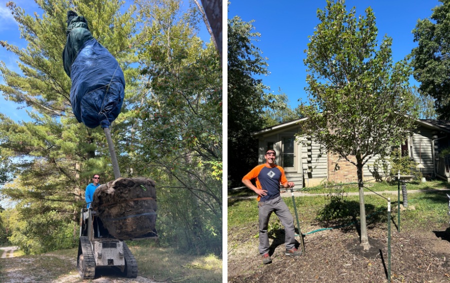 Split image of Arbor Masters crew using heavy equipment to lower balled and burlapped tree into planting hole (left), and arborist in orange and gray uniform standing next to newly planted young trees staked in residential yard (right).