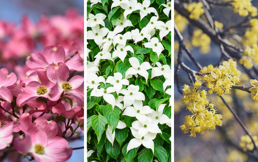 Three dogwood species comparison showing pink flowering dogwood blooms on left, white Kousa dogwood flowers in center, and yellow Cornelian cherry blossoms on right.