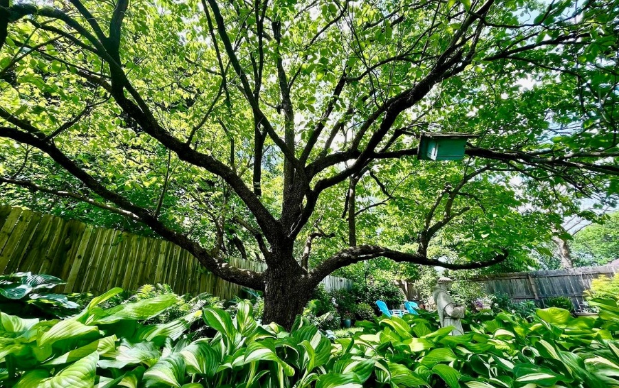 Mature dogwood tree with spreading branching structure and full green summer canopy in residential backyard with hostas planted beneath and wooden fence in background.