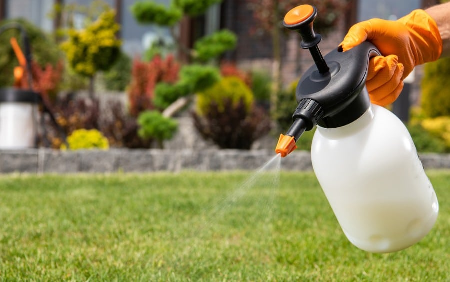 A gloved hand using a small handheld pump sprayer to apply liquid over a residential lawn with landscaping shrubs in the background.