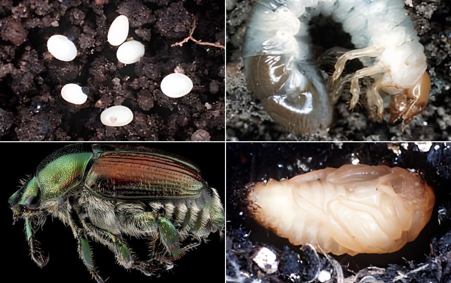 Four-panel image showing the Japanese beetle life cycle: a cluster of small white eggs in soil, a translucent first-instar grub, an adult beetle in profile with metallic green and copper coloring, and a pale pupa in a soil chamber.