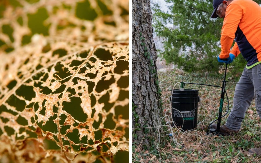 Split image showing a leaf skeletonized by Japanese beetle feeding on the left and an Arbor Masters plant health care technician using a trunk injection system on a tree on the right.