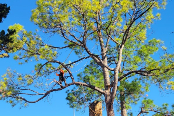 An arborist pruning a tree during spring with a polesaw with a bluesky background.