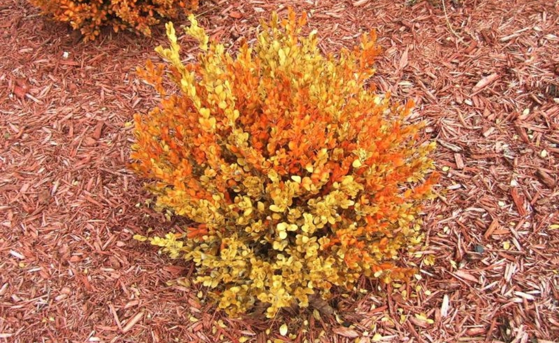 A boxwood shrub displays orange and yellow salt damage symptoms on its foliage in a mulched landscape bed.