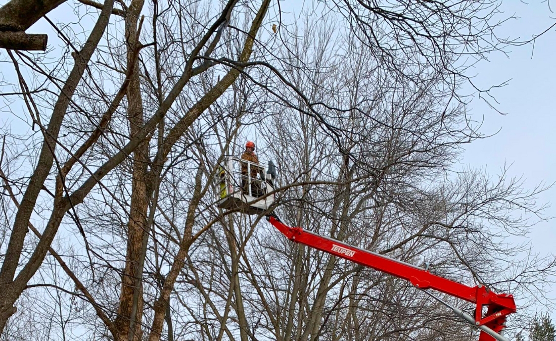 Arbor Masters arborist pruning tall deciduous trees with red spider lift equipment during winter in Des Moines.