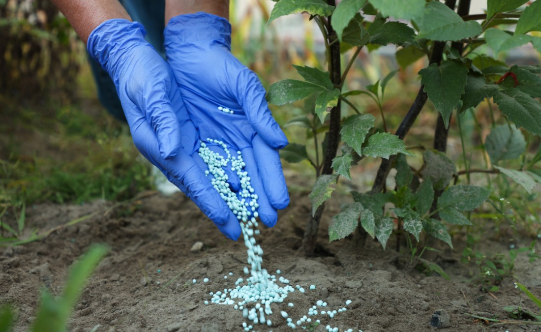 Gloved hands pouring blue granular fertilizer onto soil at the base of a young tree.
