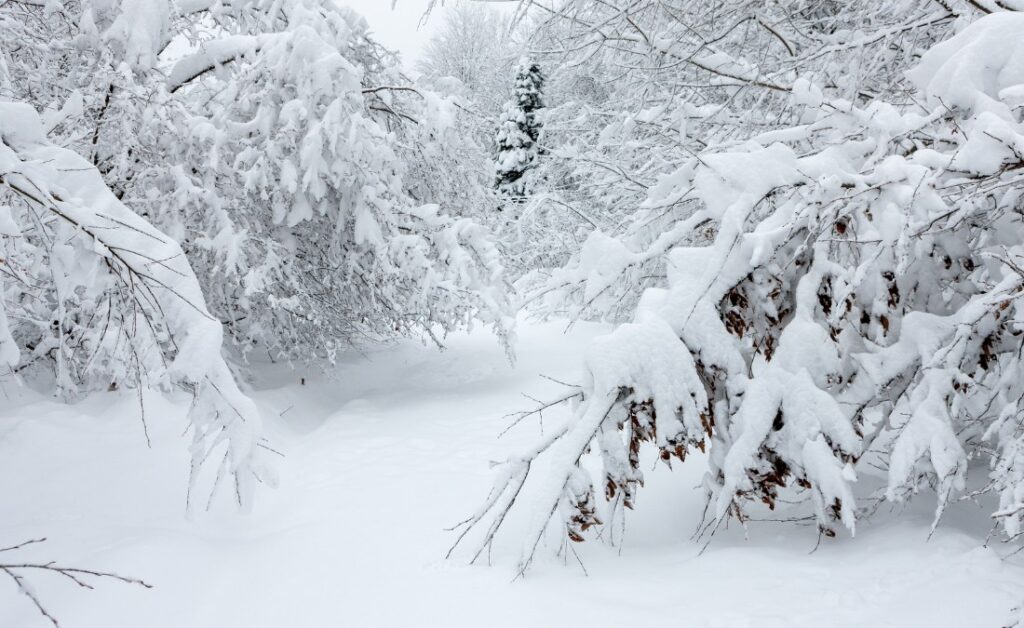 Tree branches bending under heavy snow along a snow-covered path in a Des Moines neighborhood.
