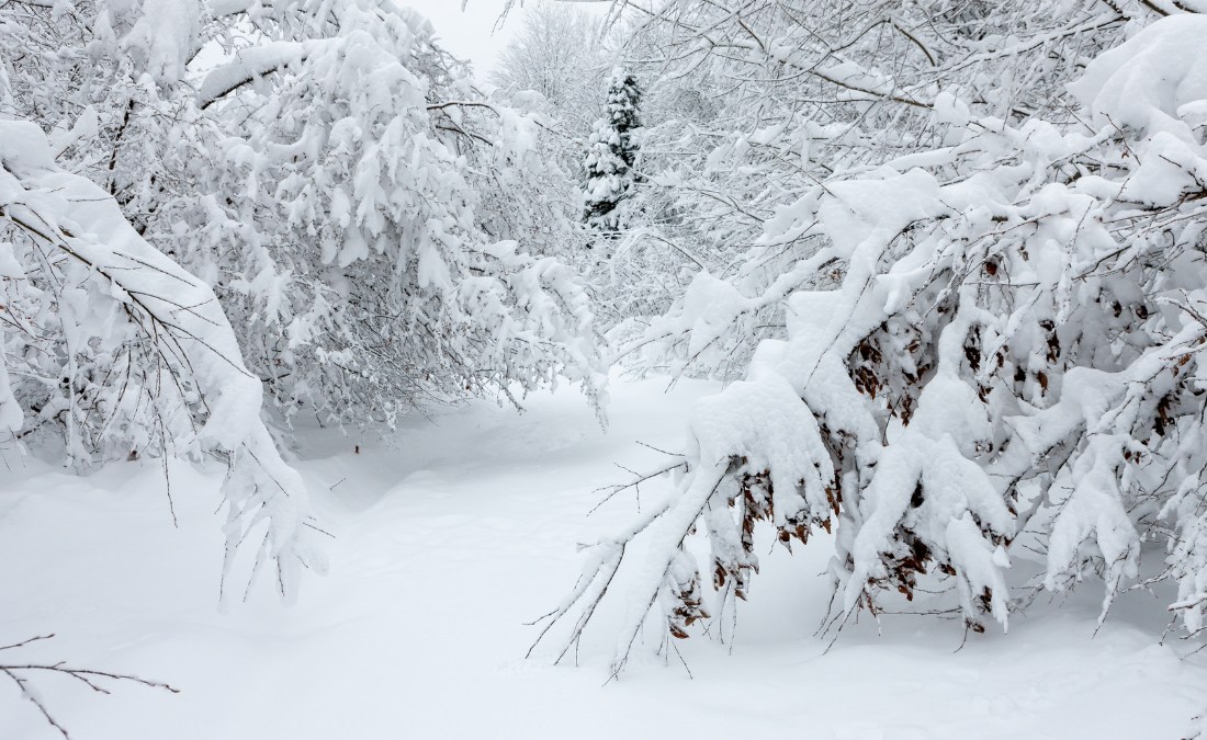 Tree branches bending under heavy snow along a snow-covered path in a Des Moines neighborhood.