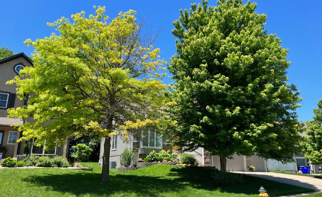 Pin oak with pale yellow, iron-chlorotic leaves beside a healthy deep-green maple in a western Des Moines front yard.