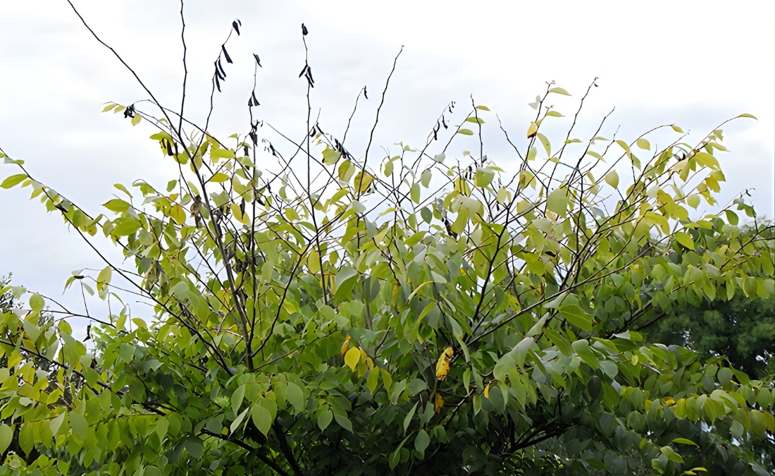 Elm tree crown showing Dutch elm disease symptoms with yellowing leaves and bare branches in Des Moines Iowa.
