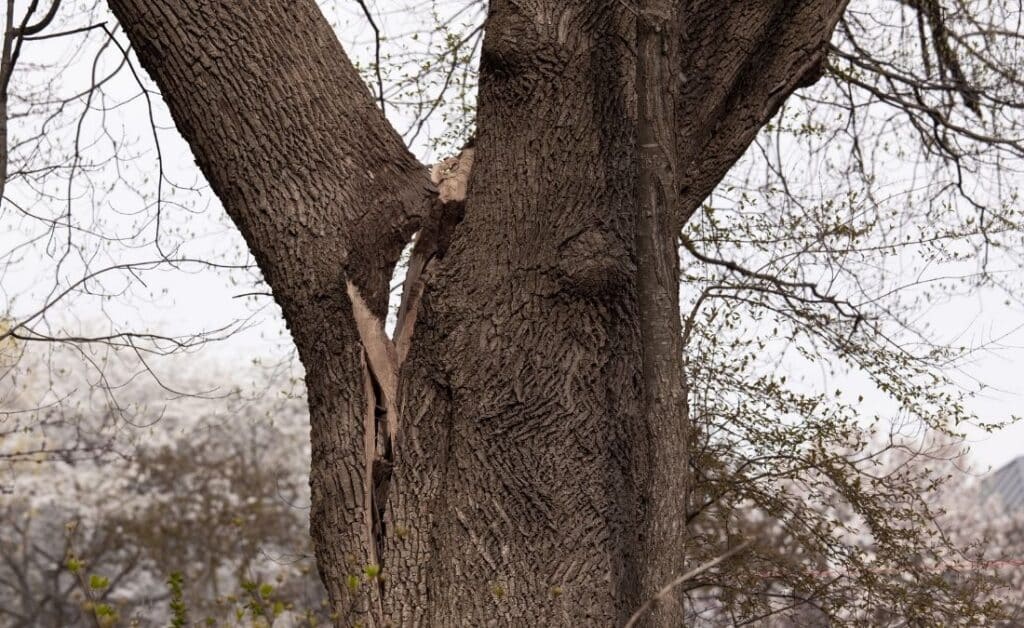 A mature tree with a deep vertical split running down from a V-shaped branch union, with raw inner wood visible where the bark has separated.