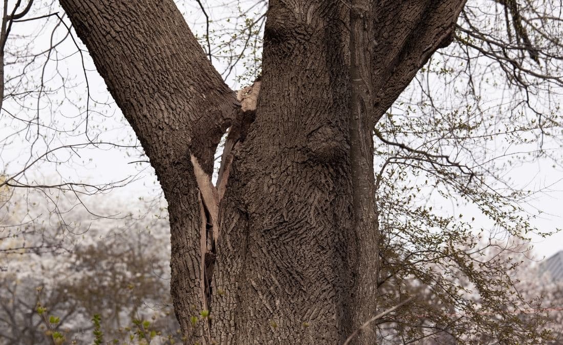 A mature tree with a deep vertical split running down from a V-shaped branch union, with raw inner wood visible where the bark has separated.