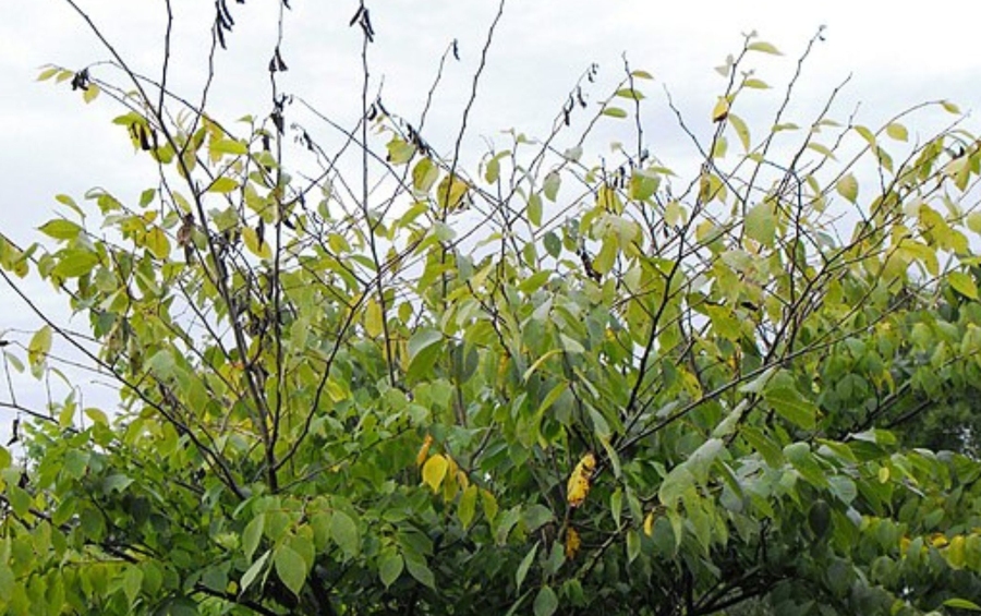 Declining elm tree with thin canopy and dead branches showing symptoms of Dutch elm disease in summer foliage.