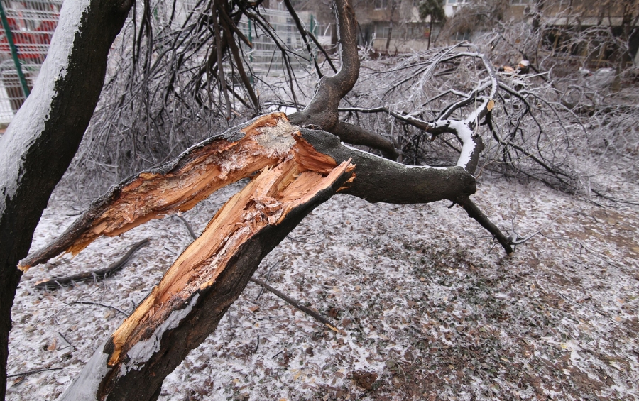 Close-up of storm-damaged tree branch with large area of exposed splintered wood on snow-covered ground showing winter ice damage.