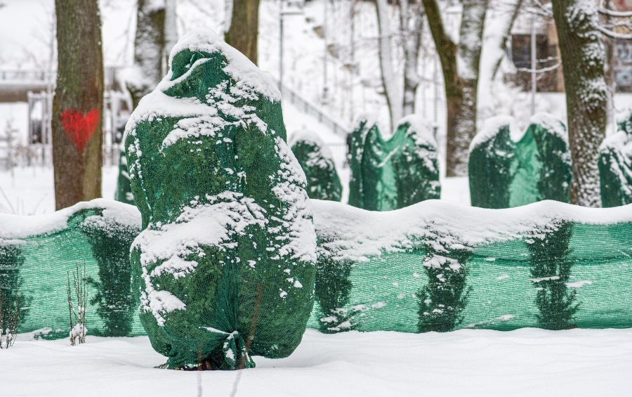 Green protection net barriers protect evergreen trees from winter salt spray damage in a snowy Des Moines landscape.