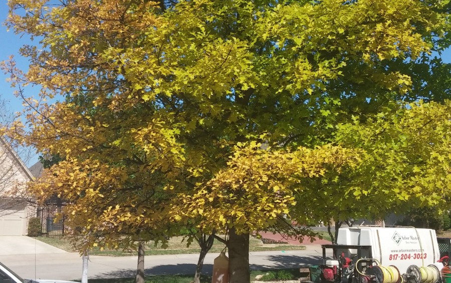 A pin oak in advanced iron chlorosis, its leaves turned yellow and gold across most of the canopy on a residential street.