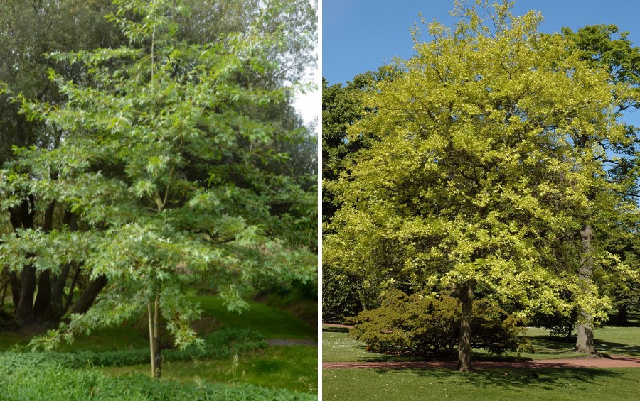 Side-by-side of a young, narrow pyramidal pin oak and a mature pin oak with a broad, rounded crown.