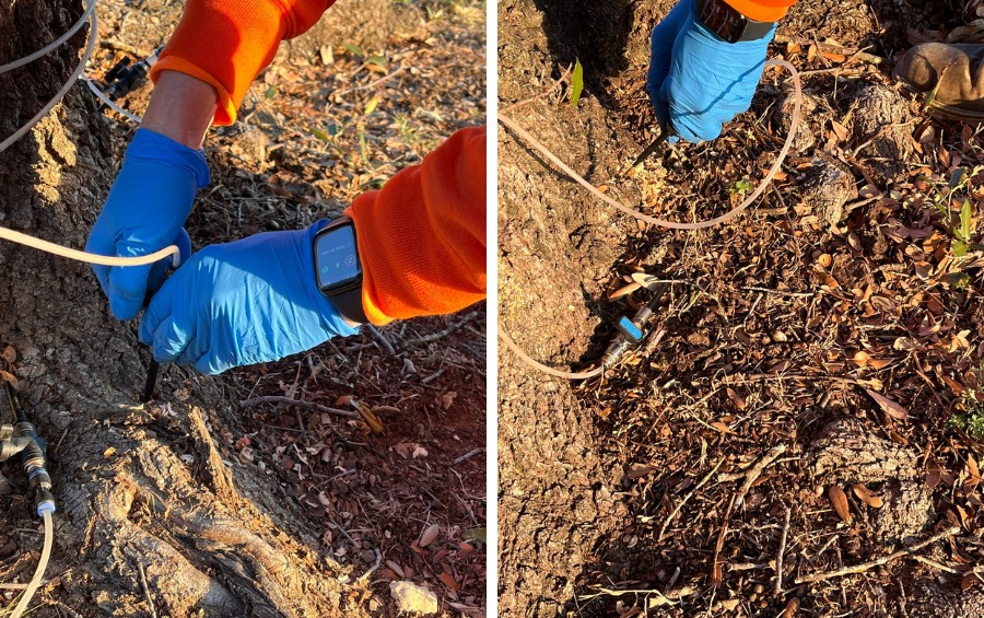 Arborist hands in blue gloves setting up fungicide macro-injection equipment at elm tree root flare.