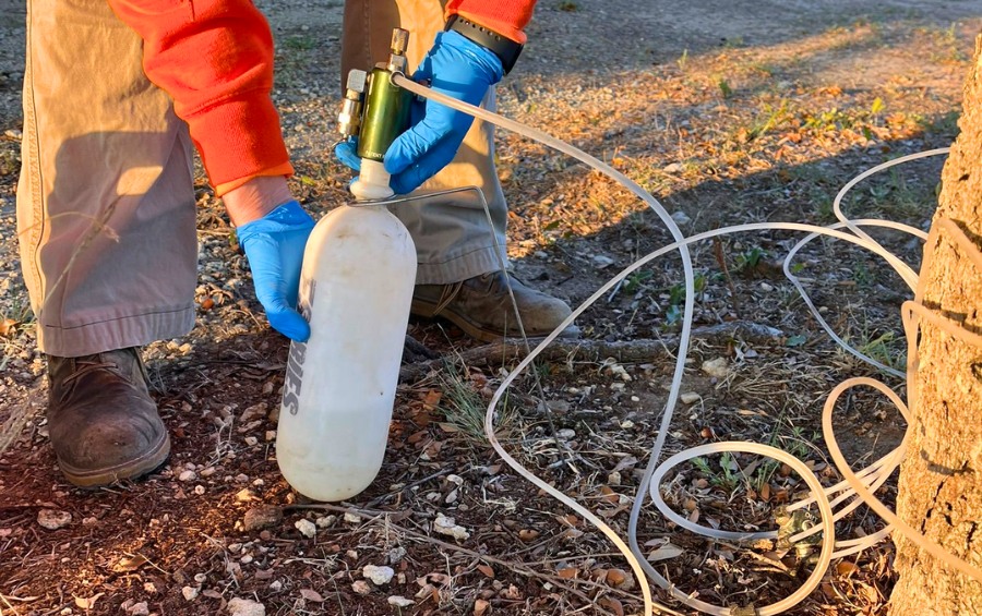 ISA Certified Arborist administering Dutch elm disease fungicide treatment using macro-injection system.