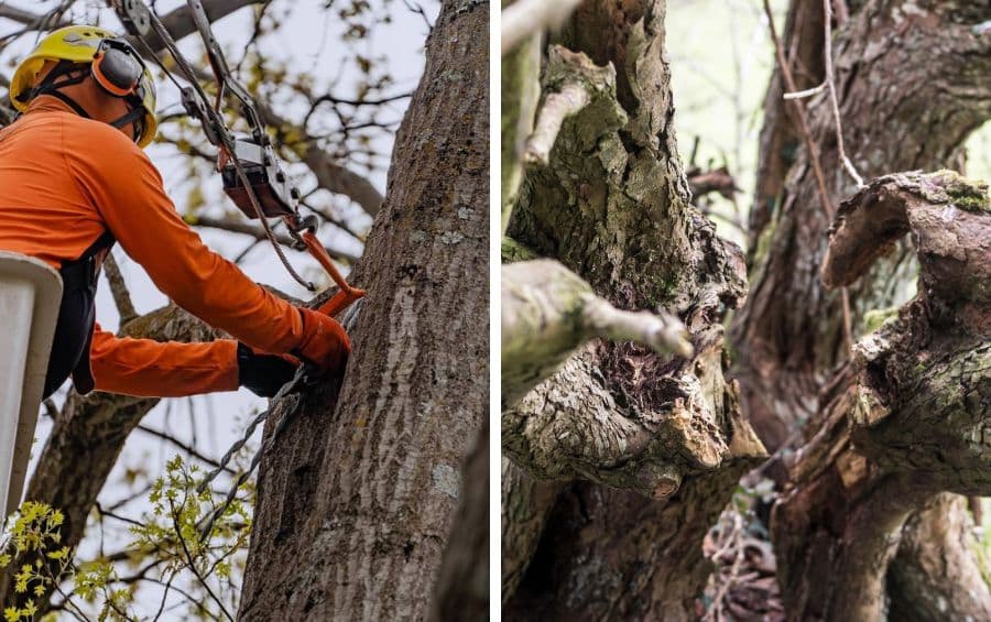 A two-panel image showing an arborist in orange PPE installing cabling hardware on a tree trunk on the left, and a close-up of a severely split codominant union with exposed wood on the right.