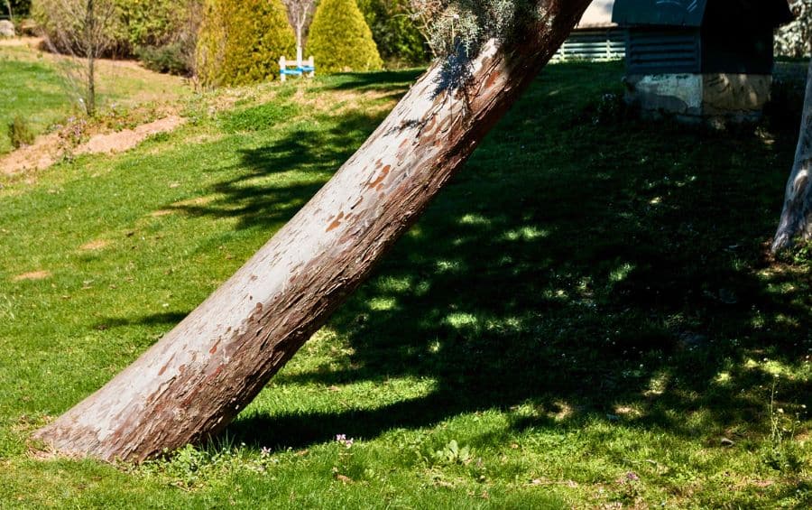 A heavily leaning tree trunk angling sideways across a residential lawn, with a house visible in the background.