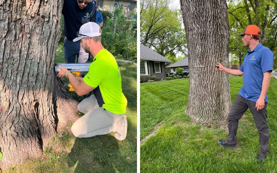 A two-panel image showing an Arbor Masters arborist using a drill-resistance instrument to test wood condition at the base of a mature tree on the left, and another arborist measuring trunk diameter on a residential property on the right.