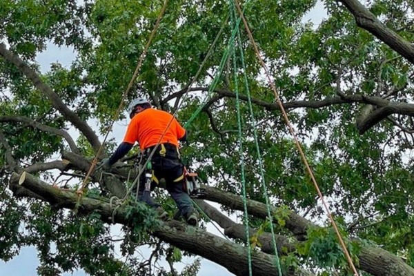 Certified arborist climbing and pruning a large tree — professional tree care services in Arlington, TX