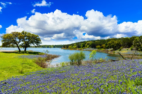 Scenic Texas lakeside with oak trees and bluebonnets near Grapevine Lake