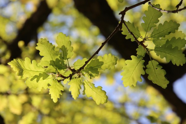 Fresh spring oak leaves on a branch — professional tree care and preservation in the DFW area