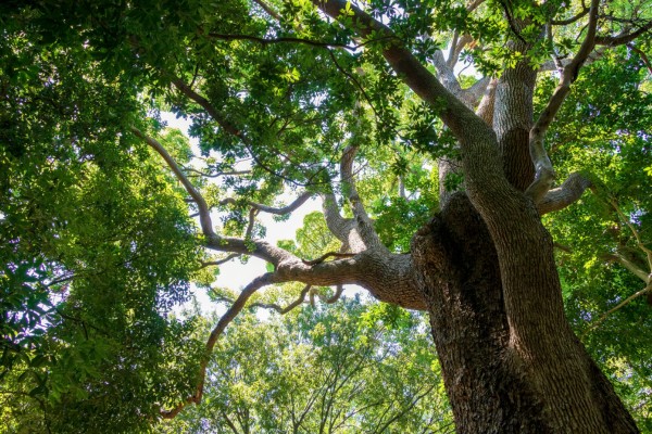 Looking up through the canopy of a mature oak tree — expert tree care in the DFW area