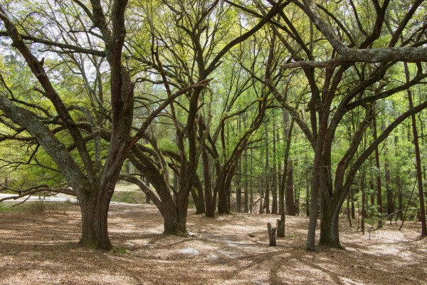 Row of mature oak trees in a park setting — professional tree care serving Southlake and surrounding communities